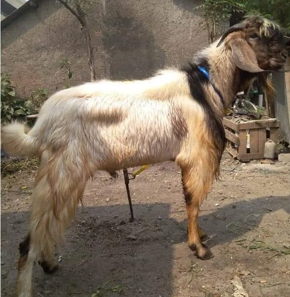 Mengenal Kambing Jawarandu