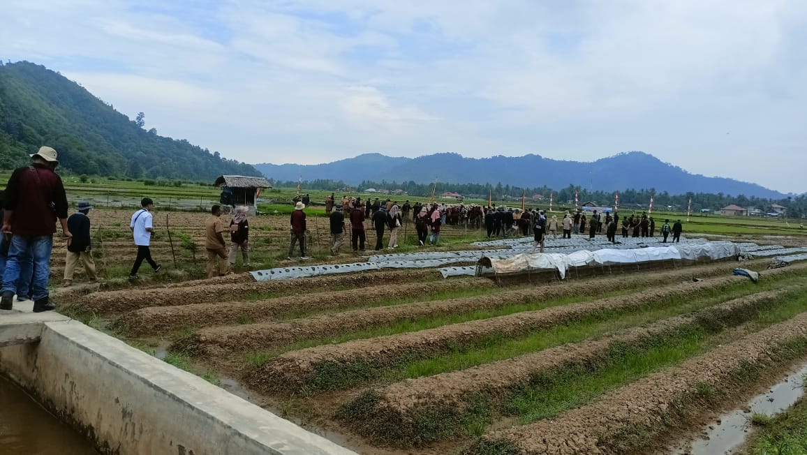 Penyuluh Pertanian BPP IV Nagari Bayang Utara Menghadiri Acara Temu Teknologi Mulsa Tanpa Olah Tanah
