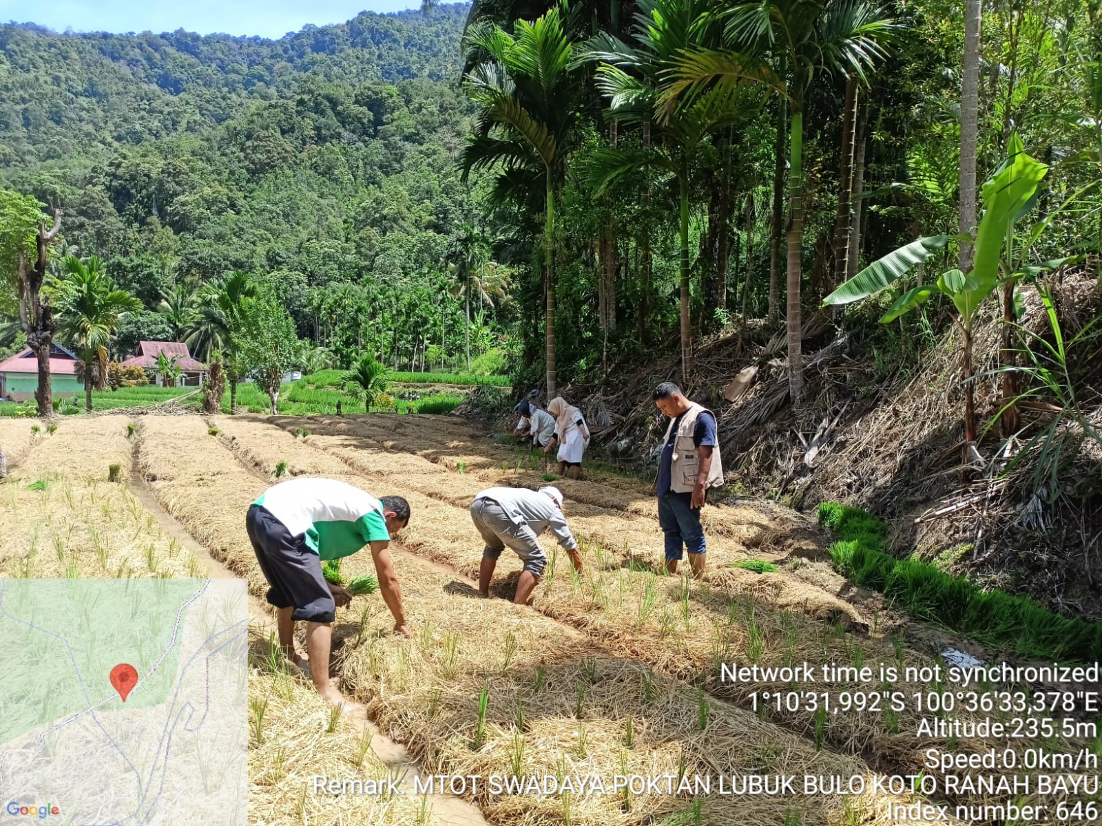 FIELD DAY M-TOT (MULSA TANPA OLAH TANAH) Nagari Koto Ranah