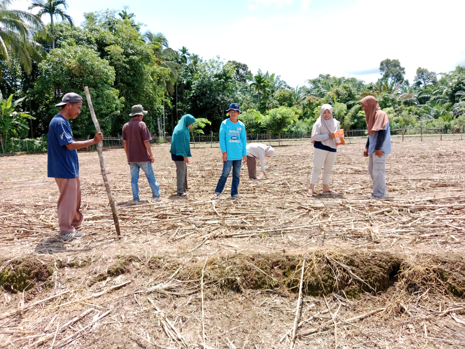 Tanam jagung Teknologi MTOT Poktan Mekar Mulia nagari tapan kec basa ampek balai tapan
