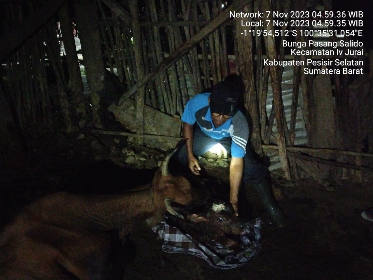 DISTOKIA PADA SAPI MENYULITKAN PROSES PERSALINAN, DIPERLUKAN INTERVENSI CEPAT DARI DOKTER HEWAN ATAU