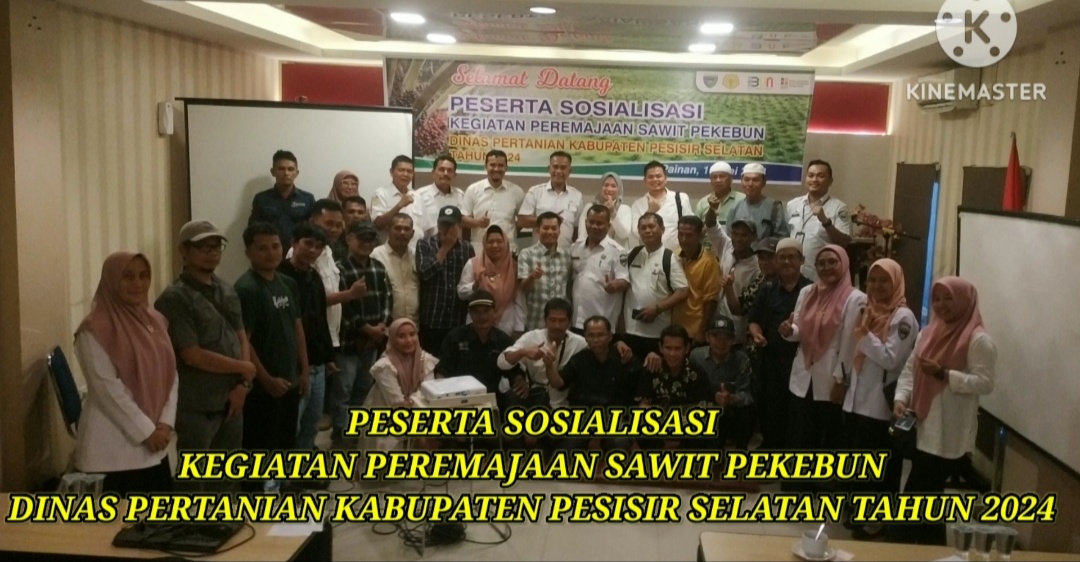 PEREMAJAAN SAWIT RAKYAT SOLUSI TEPAT PENINGKATAN PRODUKTIFITAS SAWIT RAKYAT PESISIR SELATAN