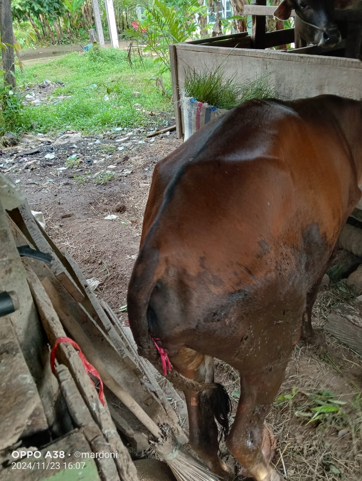 PELAYANAN KESEHATAN HEWAN PROLAPSUS PADA SAPI OLEH MARDONI, PETUGAS PARAMEDIK VETERINER PUSKESWAN TE