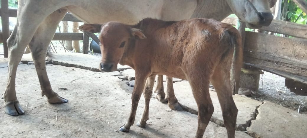 Pemeriksaan dan Pengobatan Helmintosis pada Anak Sapi di Nagari Kapuh Utara