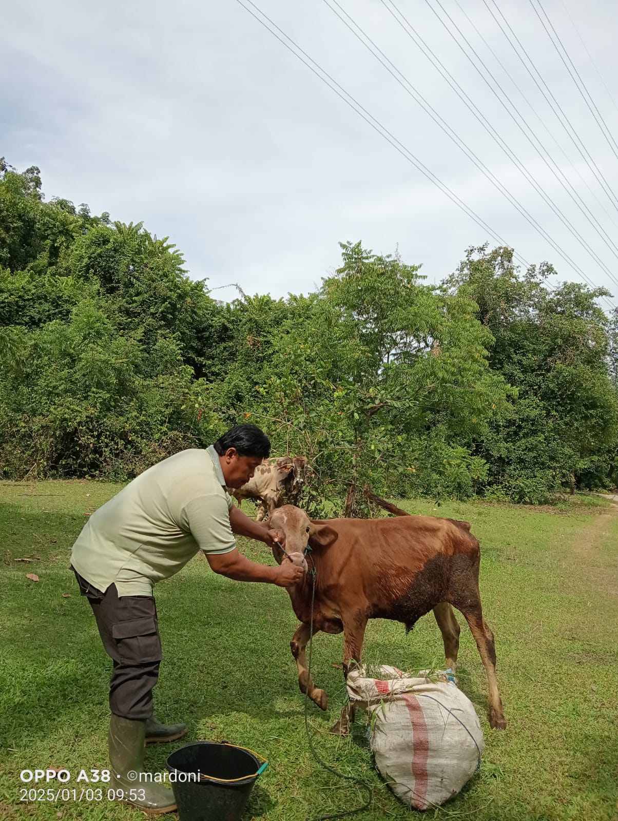 Pengobatan Penyakit Bovine Ephemeral Fever (BEF) Pada Sapi di Nagari Sago-Salido