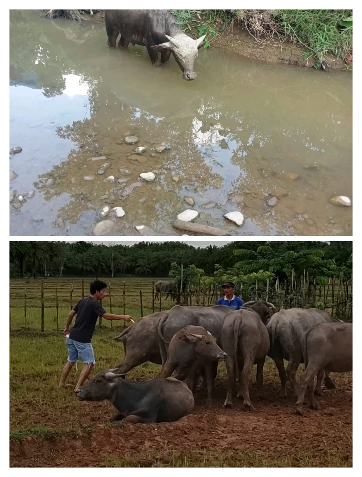 Temukan Kasus Penyakit Ngorok di Basa Ampek Balai Tapan, Dinas Pertanian Lakukan Respon Pengendalian