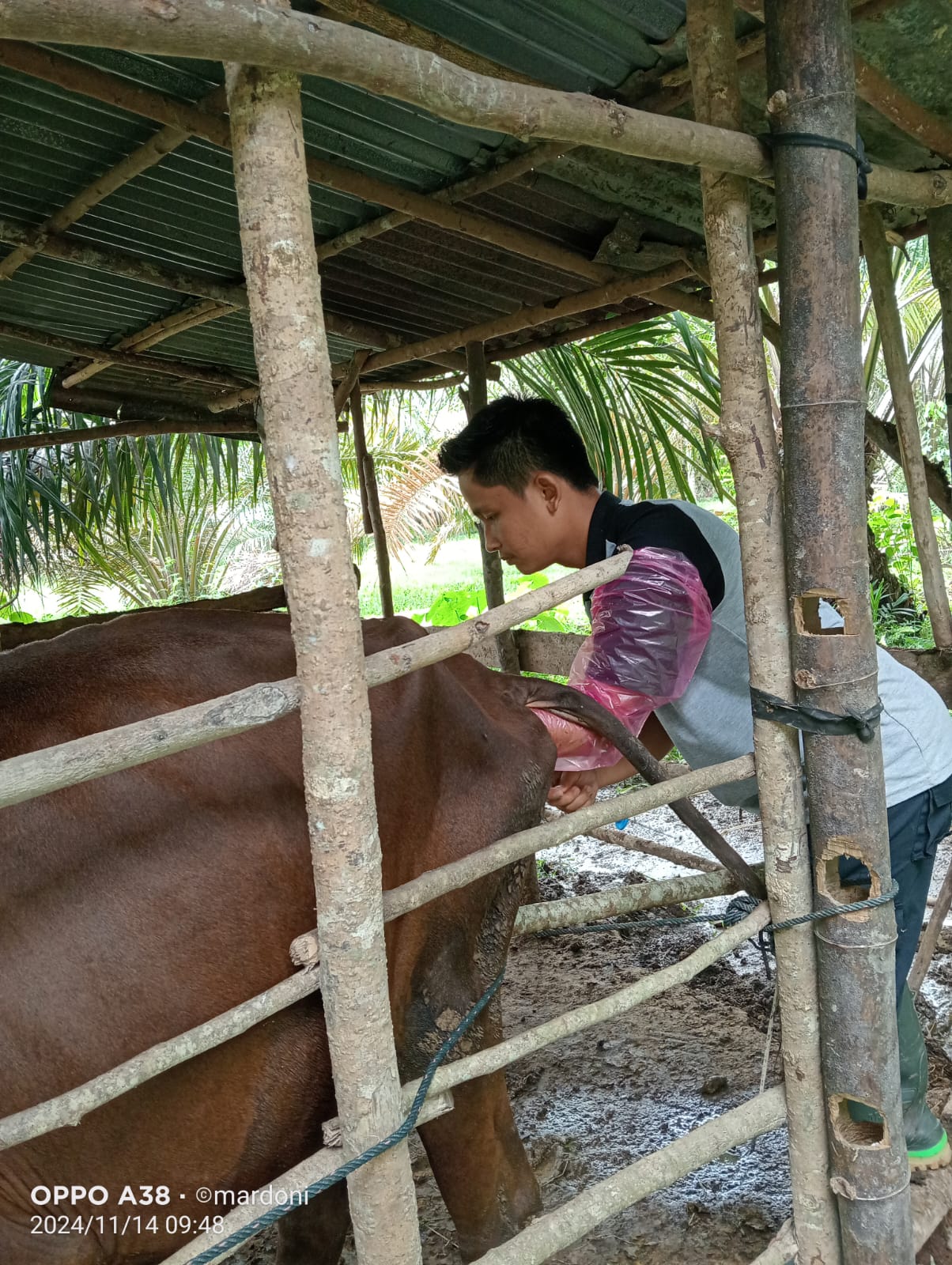 Pelayanan Inseminasi Buatan Pada Induk Sapi Pesisir di Kenagarian Limau Gadang Lumpo, Kec. IV Jurai 