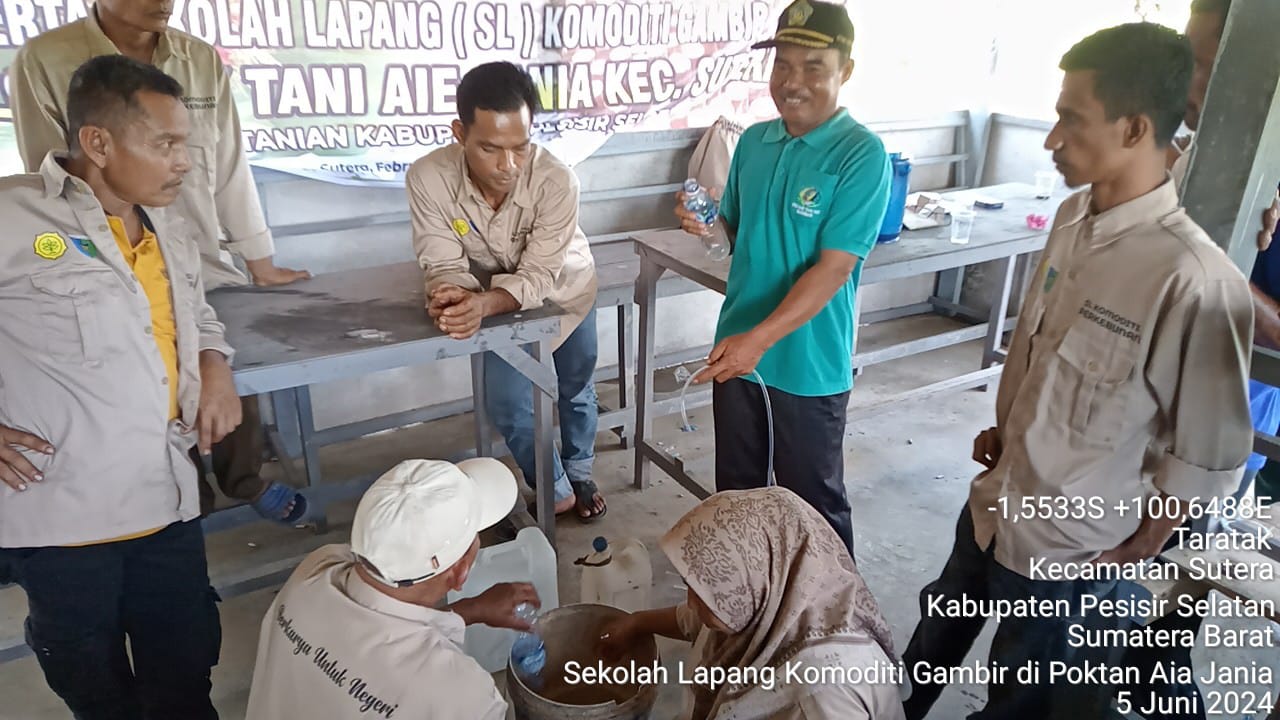 Sekolah Lapang Komoditi Gambir  Tanggal 5 Juni  2024 di Kecamatan Sutera