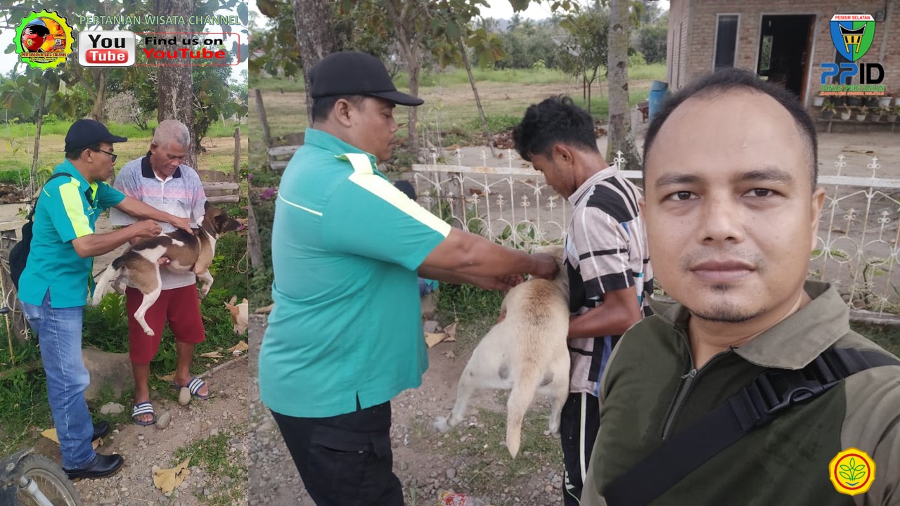 PELAKSANAAN VAKSINASI RABIES APBD KAB. PESSEL DI NAGARI SALIDO DAN SAGO