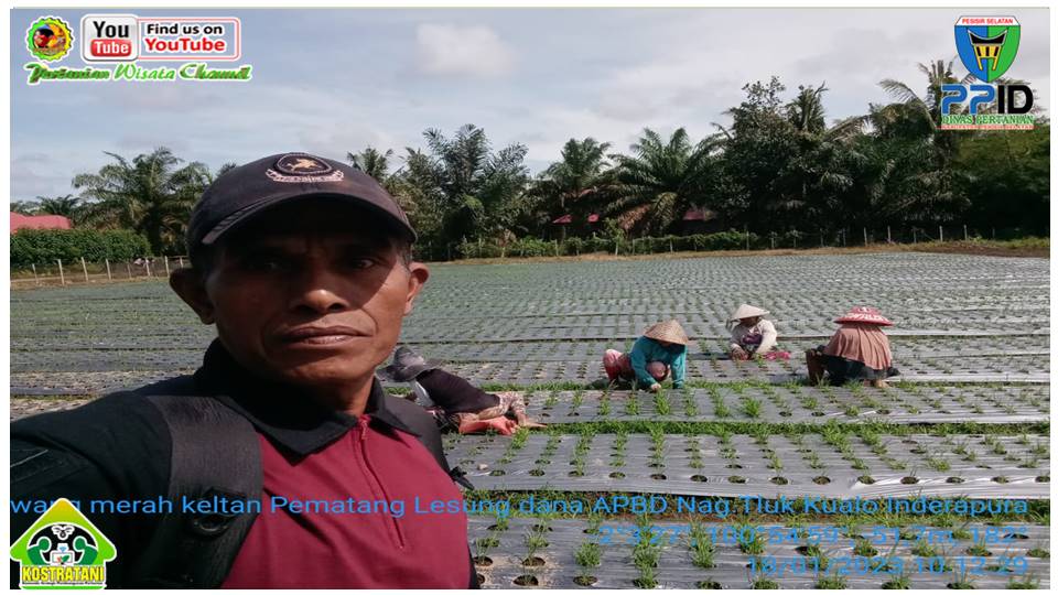 PENGEMBANGAN BAWANG MERAH DI POKTAN PEMATANG LESUNG, AIR PURA