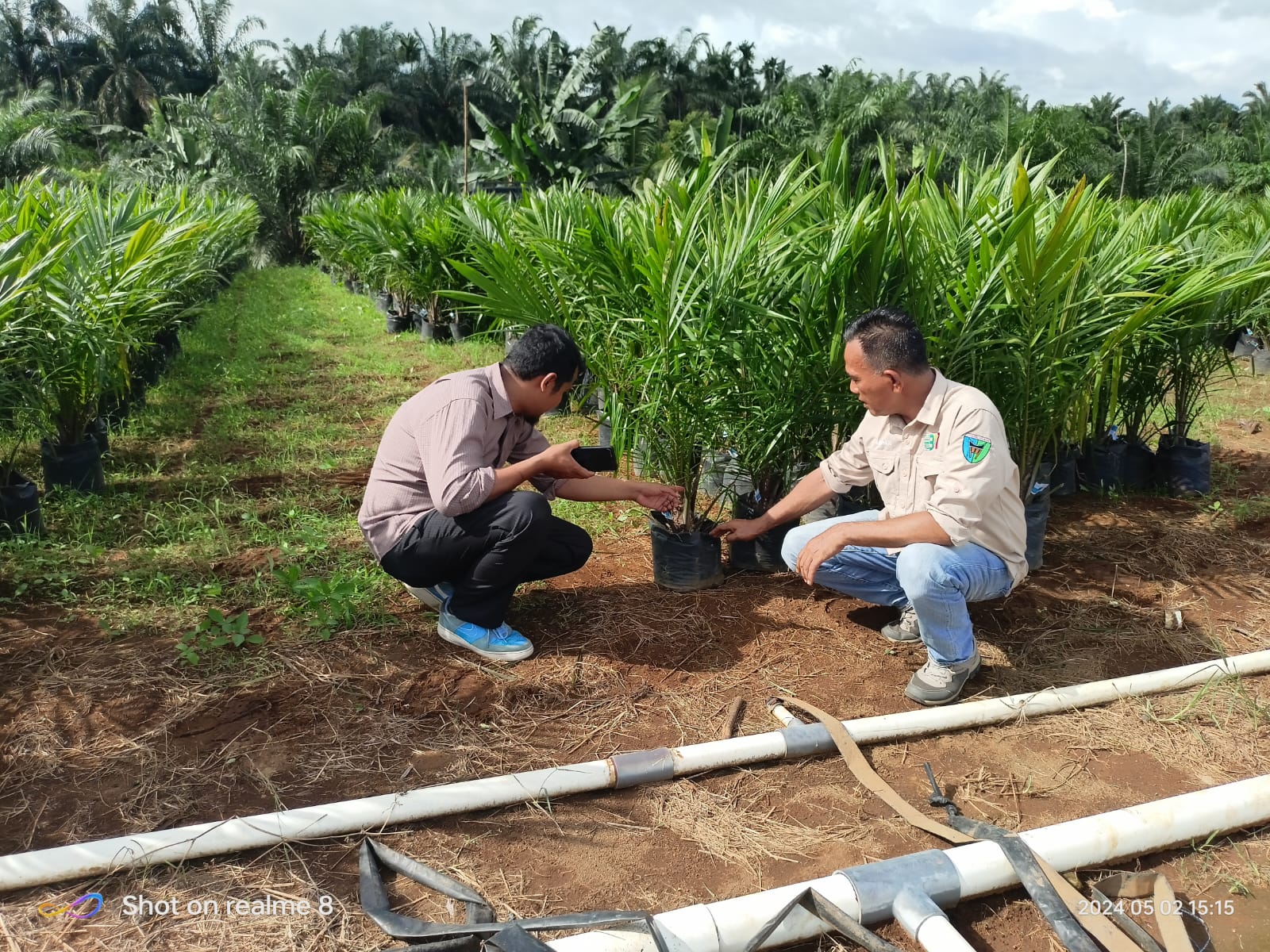 BENIH BERSERTIFIKAT DAN BERMUTU MENENTUKAN PRODUKSI DAN KUALITAS TANAMAN\"