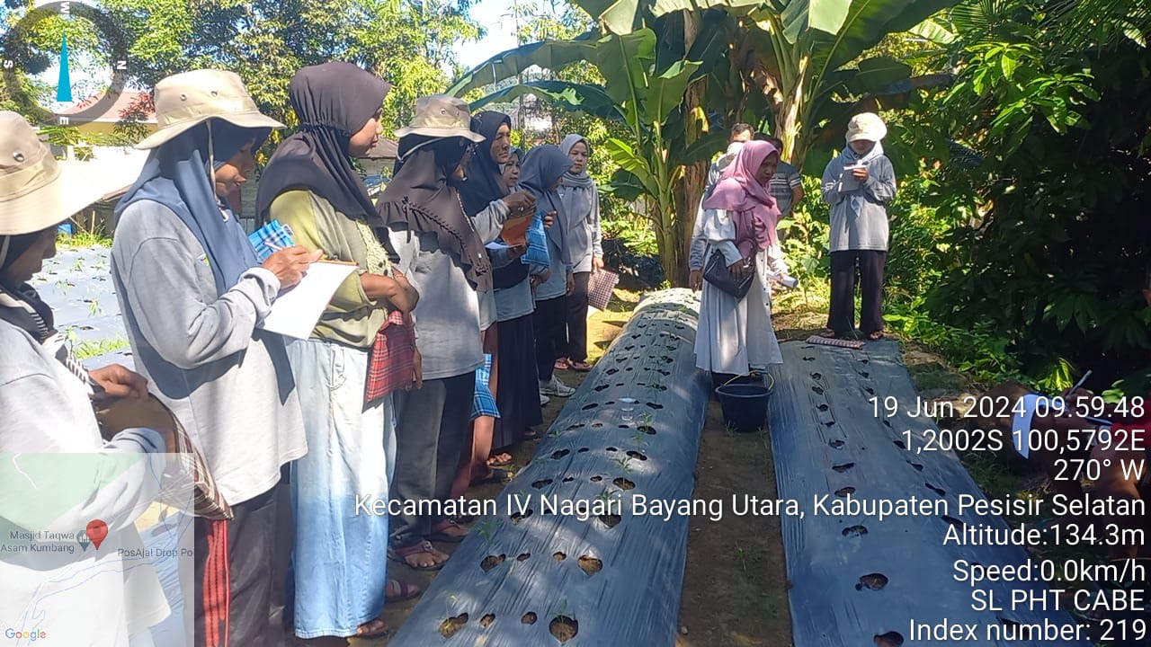 SL PHT Cabe Pertemuan Ke-3 di Kelompok Tani Garabak Kampung Asam Kumbang Nagari Puluik-Puluik Selata