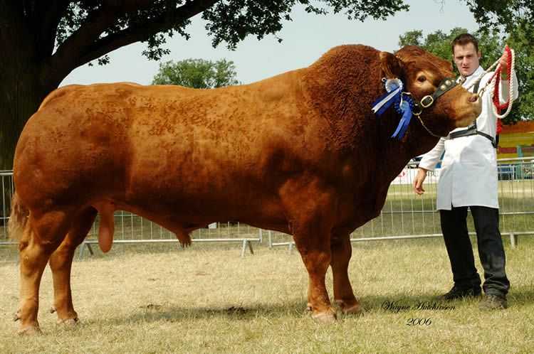 MENGENAL SAPI LIMOUSIN