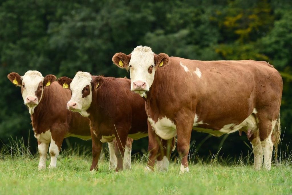 Asal-Usul Ternak Sapi: Dari Padang Rumput hingga Kandang Peternakan