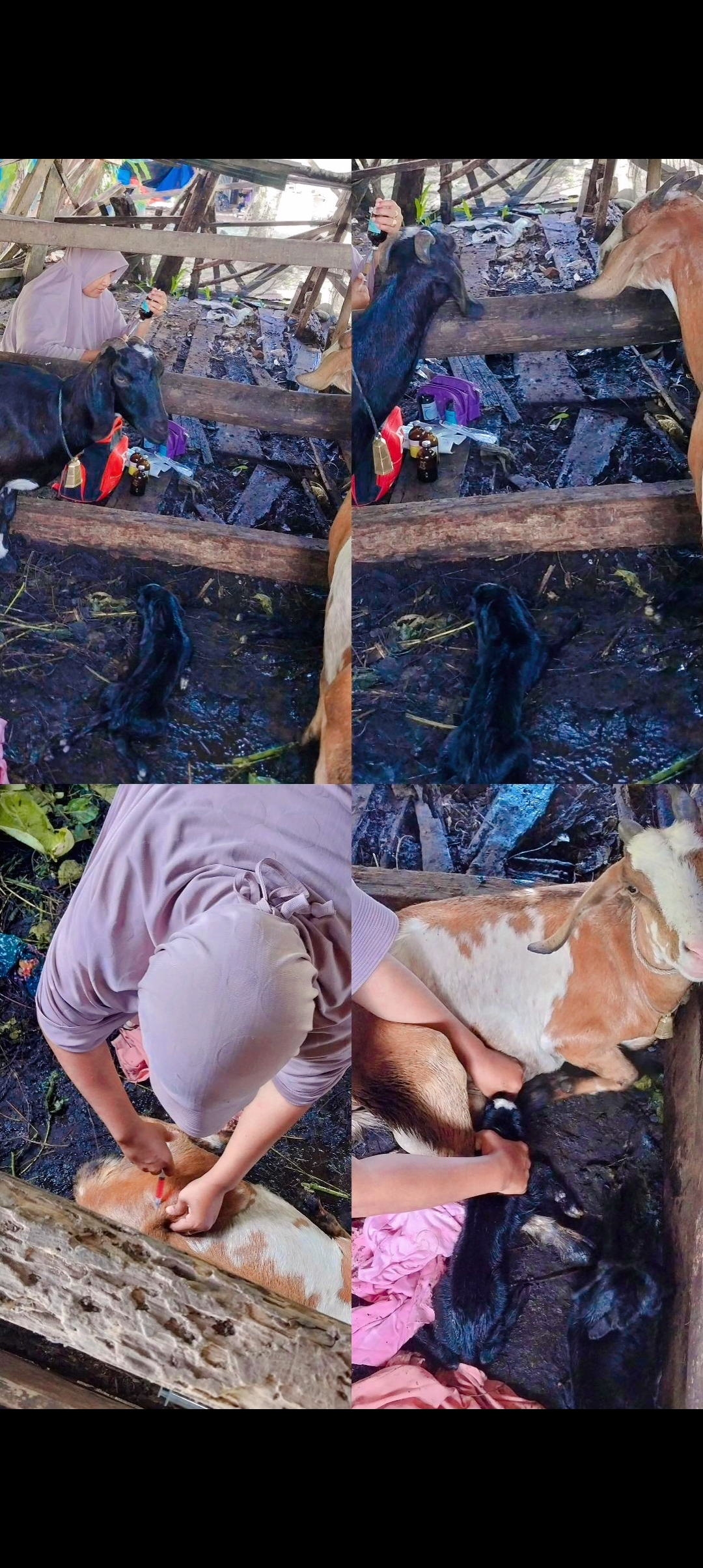 PELAYANAN PUSKESWAN SILAUT \\\"KASUS DISTOKIA PADA KAMBING\\\" DI NAGARI PASIR BINJAI KEC.SILAUT