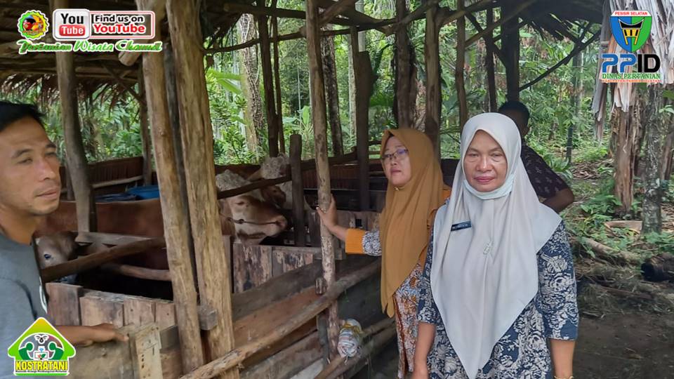 Survey Ketersediaan Trychokompos Di Kelompok Tani Padang Dama II Kec. Bayang