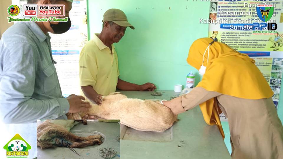 DANREM 032/WIRABRAJA TINJAU PENANGKARAN PADI SAWAH DI BAYANG