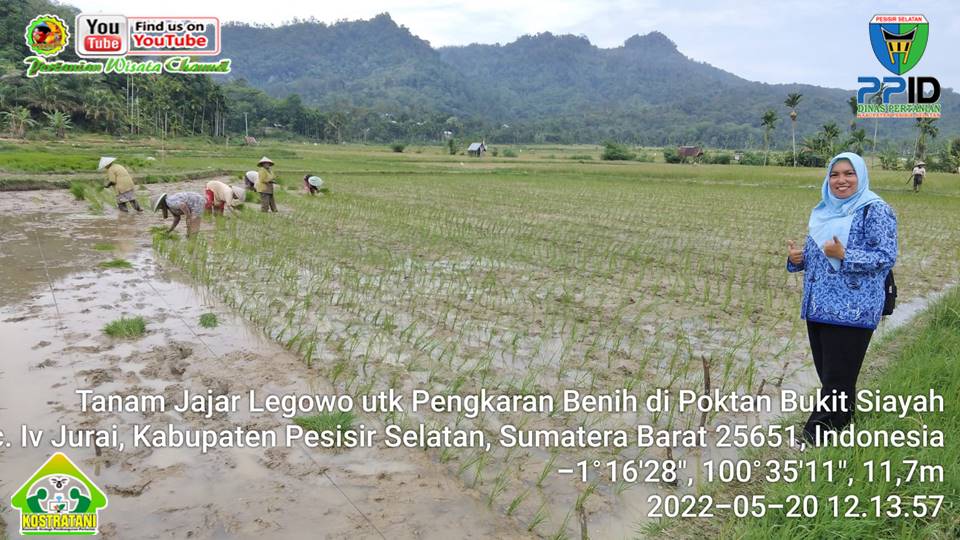 PENANGKARAN VARIETAS BANANG PULAU DI POKTAN BUKIT SIAYAH LUMPO