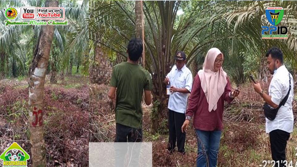 KENALI SCABIES PADA KUCING, INFEKSI TUNGAU SARCOPTES SCABEI DAN NOTOEDRES CATI