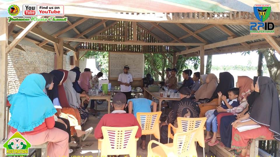 PANEN PERDANA BAWANG MERAH DAN HARI TEMU LAPANG, BUPATI PESSEL KUNJUNGI POKTAN TUNAS BARU SAKATO
