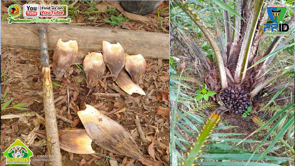 SYAFJONEDI, PELAYANAN INSEMINASI BUATAN (IB) PADA TERNAK SAPI DI SUNGAI PUTIH, BAYANG