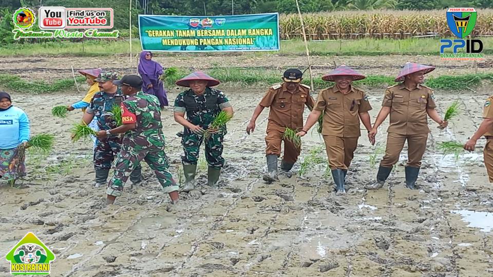 KEGIATAN TANAM SEREMPAK DI KELTAN PADANG DAMA TIRTA BAYANG
