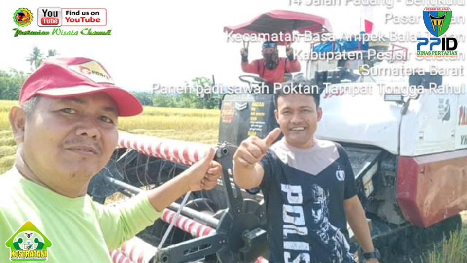 KEMANDIRIAN POKTAN, POKTAN TUNAS BARU 2 RANAH PESISIR BERHASIL PANEN BAWANG