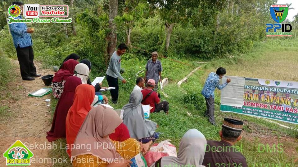 SEKOLAH LAPANG DI KUBANG KAPUJAN : PEMBUATAN MOL TOMAT DAN MOL BONGKOL PISANG