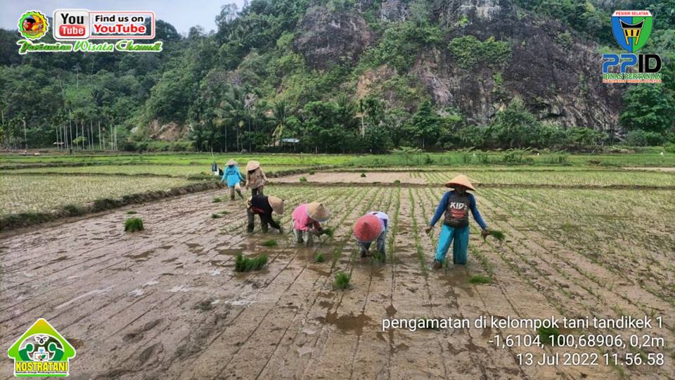 PANGAMATAN LAPANGAN HAMPARAN POKTAN TANDIKEK  I AMPING PARAK