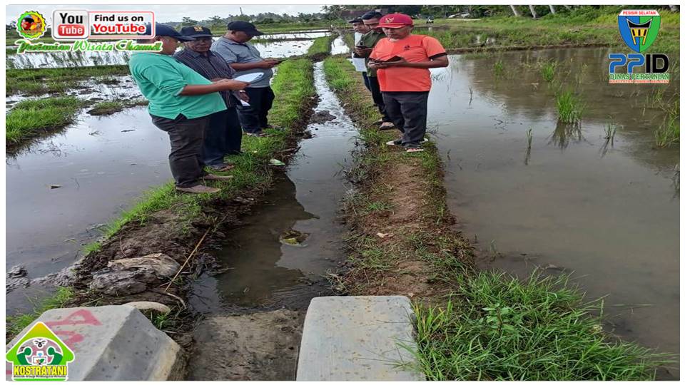 SYAFRIANTO : IRIGASI YANG BAIK IKUT DONGKRAK PRODUKSI TANAMAN  PADI