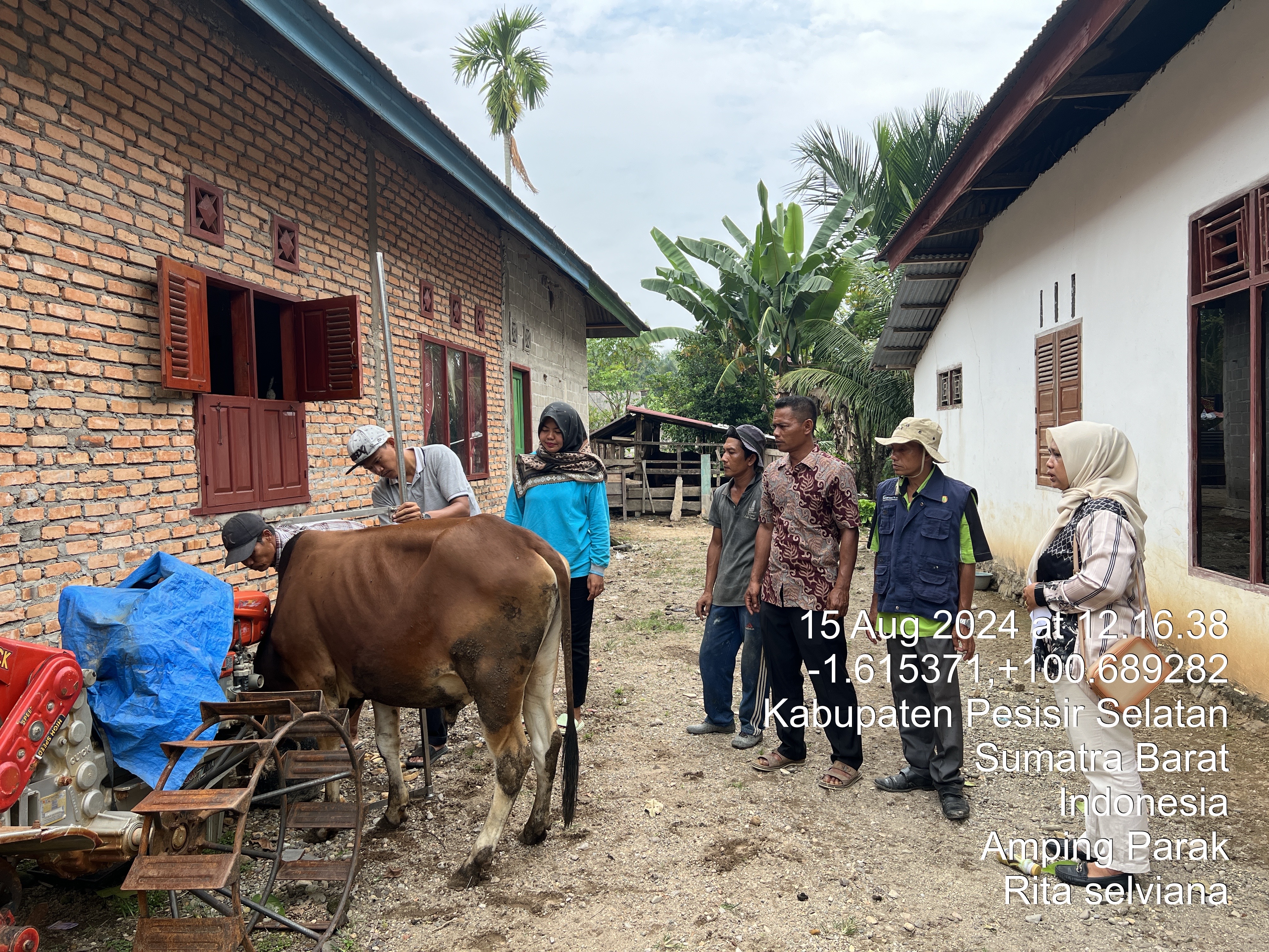 Kegiatan Puskeswan Sutera meyeleksian sapi pesisir Kontes Ternak