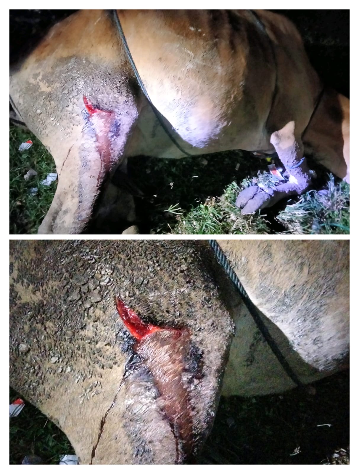 Tata Laksana Vulnus Laseratum pada induk Sapi Pesisir di Setara Nanggalo Tarusan