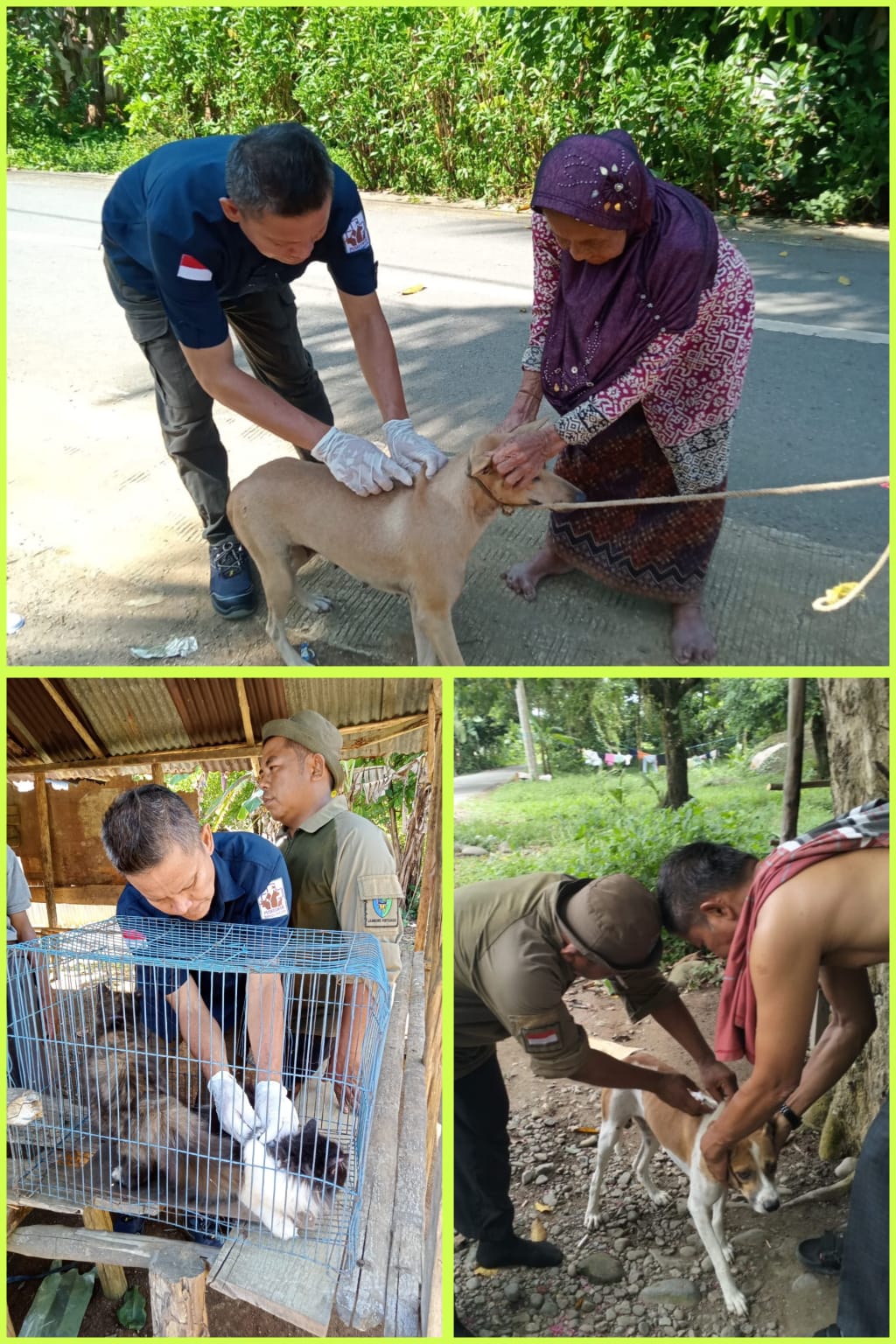 Pelaksanaan kegiatan Vaksinasi Rabies di Nagari Koto baru dan Nagari Kubang Kecamatan Bayang