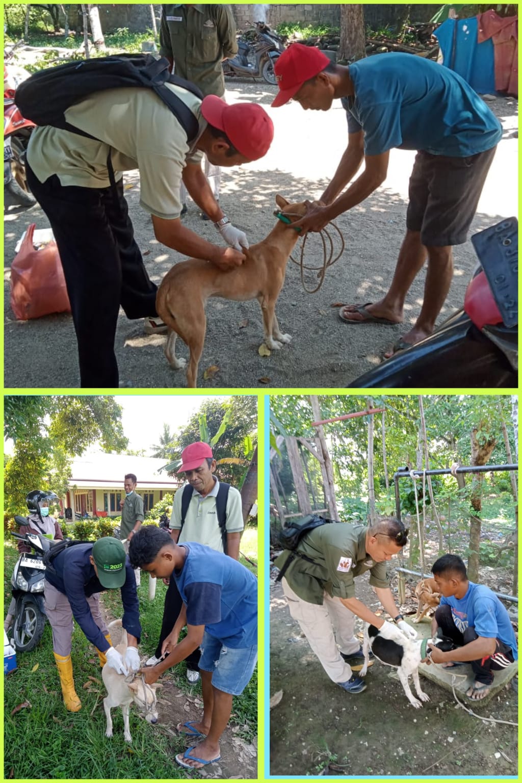 Kegiatan Vaksinasi Rabies di Nagari Jinang kp pansur dan Nagari Ampang pulai Tarusan