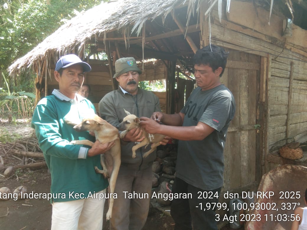 Puskeswan Inderapura Laksanakan Vaksinasi Rabies di Nagari Damar Lapan Batang Kecamatan Air Pura