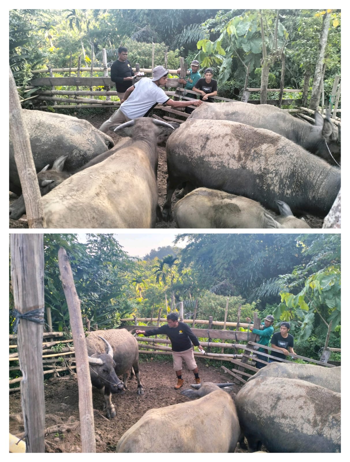 Dinas Pertanian Laksanakan Vaksinasi Penyakit Ngorok di Ranah Ampek Hulu Tapan 