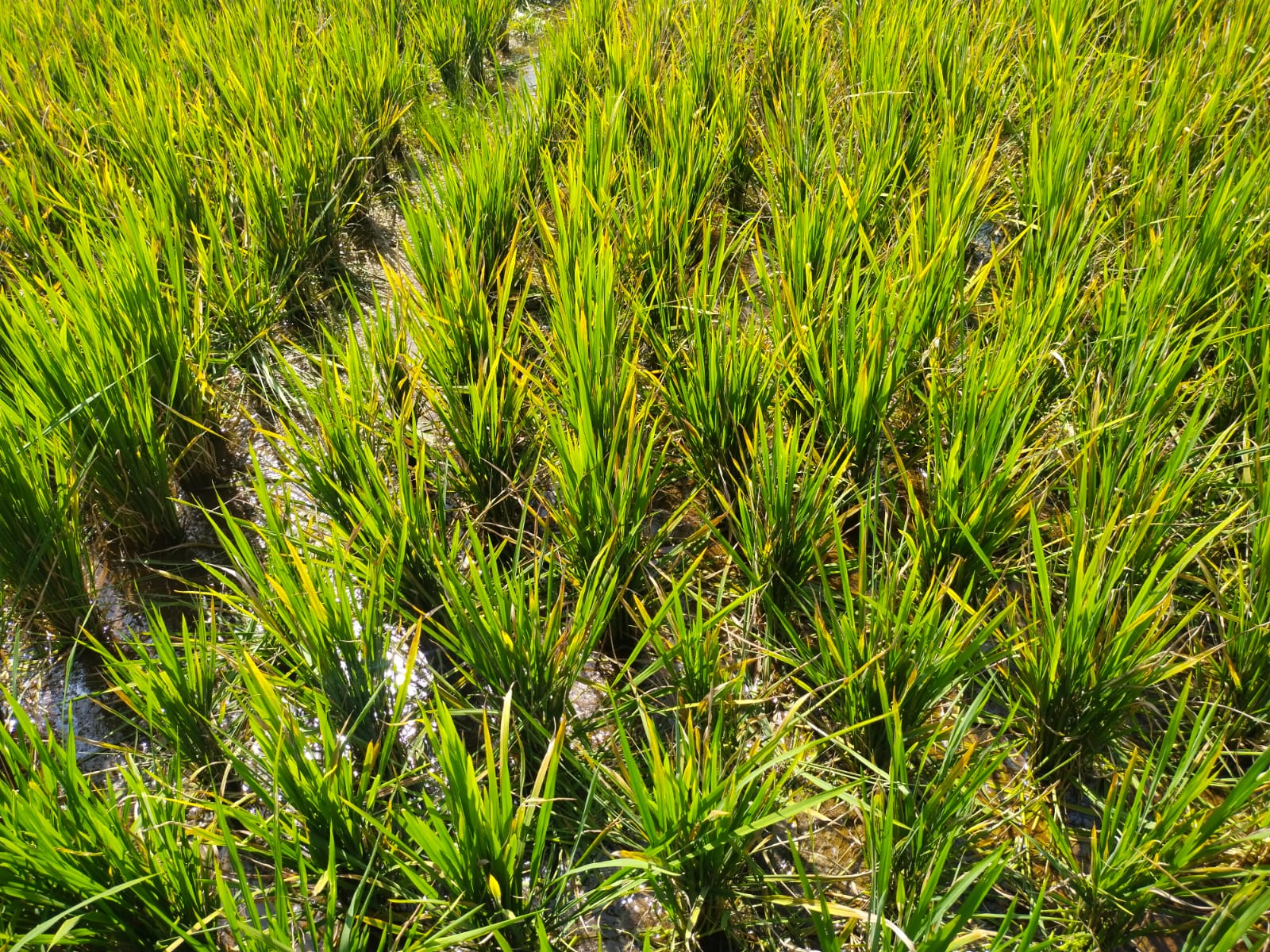 GERAKAN PENGENDALIAN OPT DI KECAMATAN BAYANG