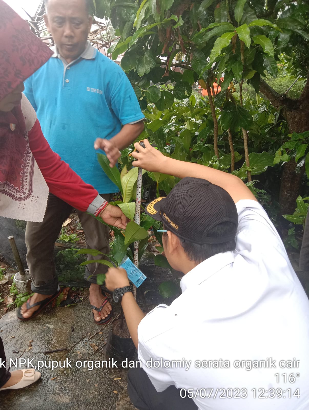 Pemeriksaan Bibit Manggis oleh BPSB Prov. Sumatera Barat