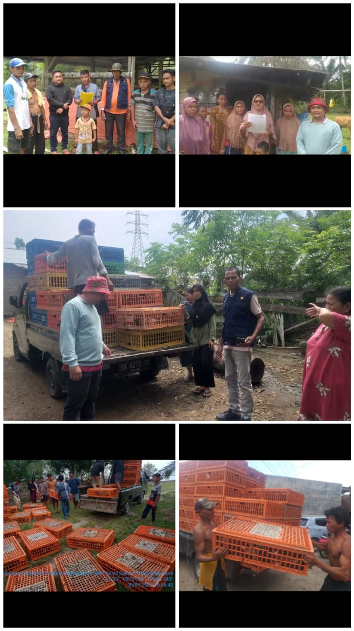 LIMA KELOMPOK DI KECAMATAN AIR PURA MENERIMA BANTUAN TERNAK AYAM DARI DPKH SUMBAR