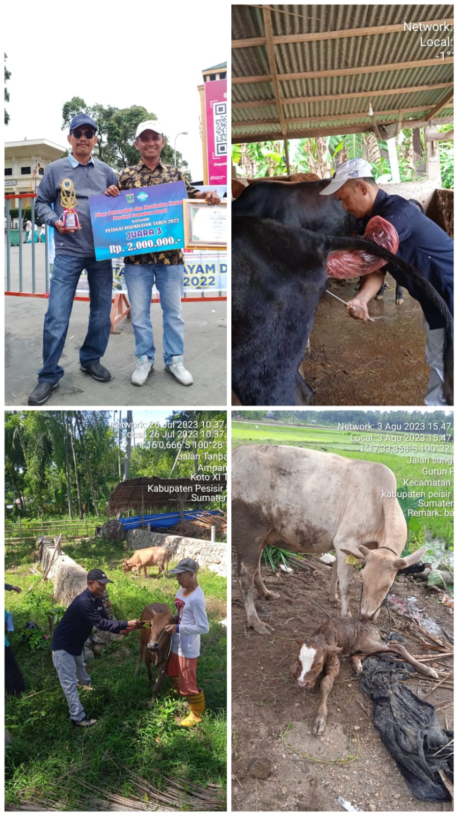 PELAYANAN INSEMINASI BUATAN DAN PENANDAAN TERNAK DI KECAMATAN BAYANG