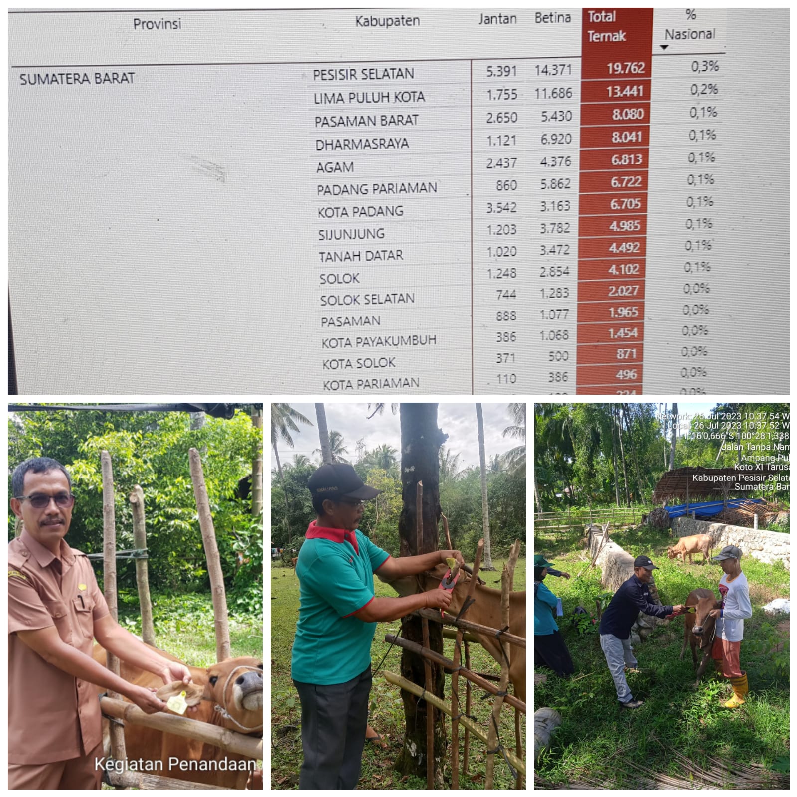 KEGIATAN PENANDAAN DAN PENDATAAN TERNAK KAB.PESISIR SELATAN PERINGKAT 1 DI PROVINSI SUMBAR