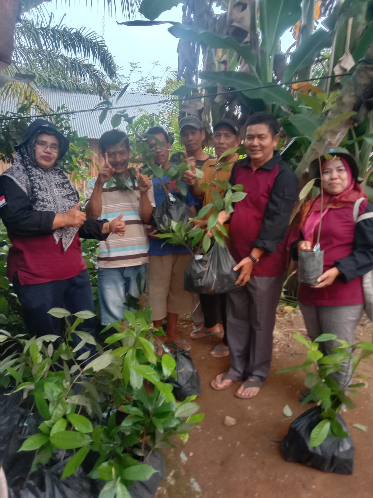 Mendampingi Mendropping bibit pala 
