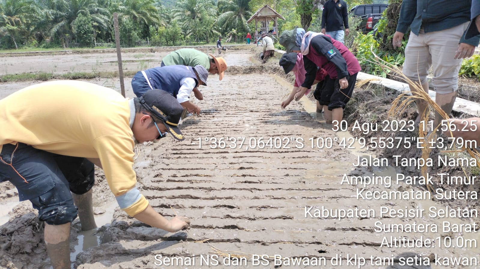SEMAI NS BAWAAN DI KELOMPOK TANI SETIA KAWAN KECAMATAN SUTERA