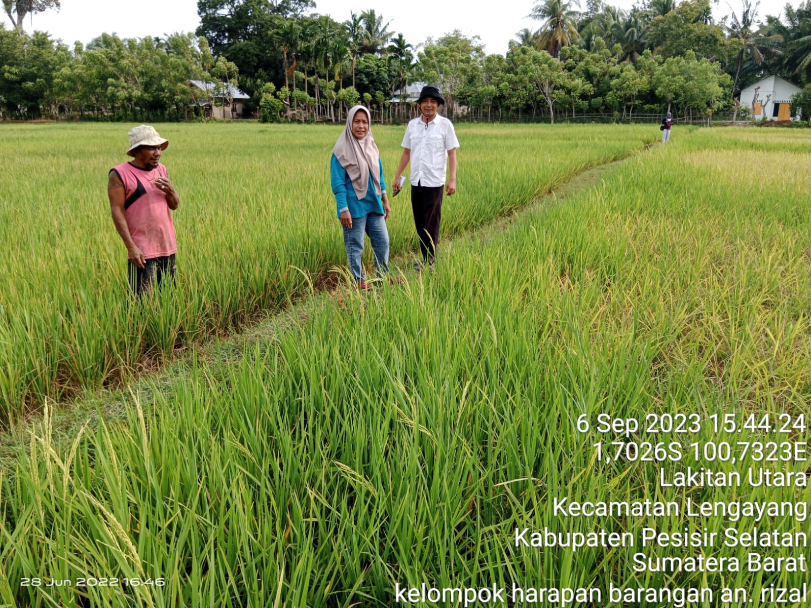 Pengamatan Serangan Hama Tikus Pada Tanaman Padi Sawah di Kelompok Tani Harapan Barangan