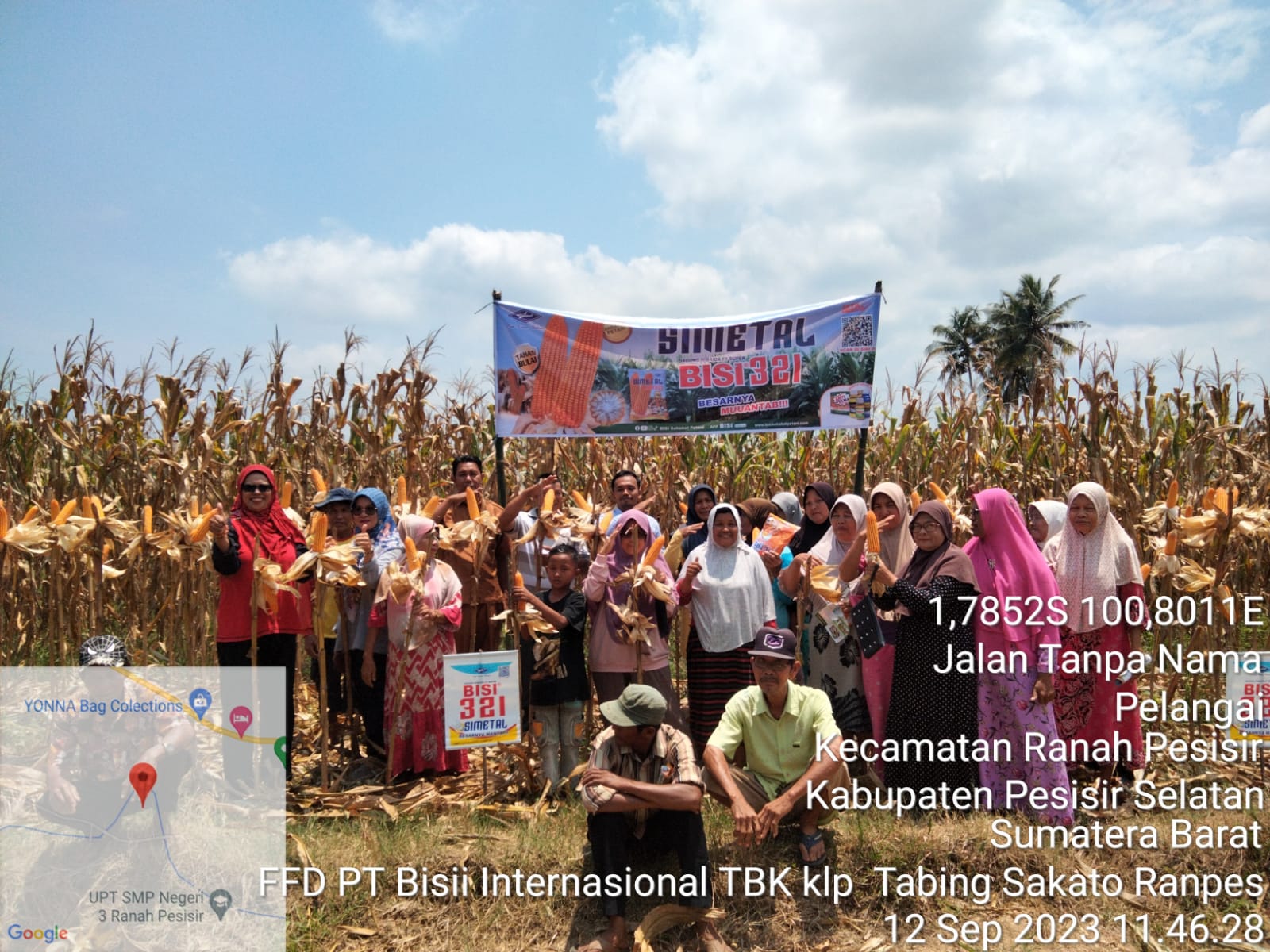 BPP RANAH PESISIR MELAKSANAKAN TEMU LAPANG PANEN JAGUNG VARIETAS BISI 321 “SIMETAL” JAGUNG MILLENIAL