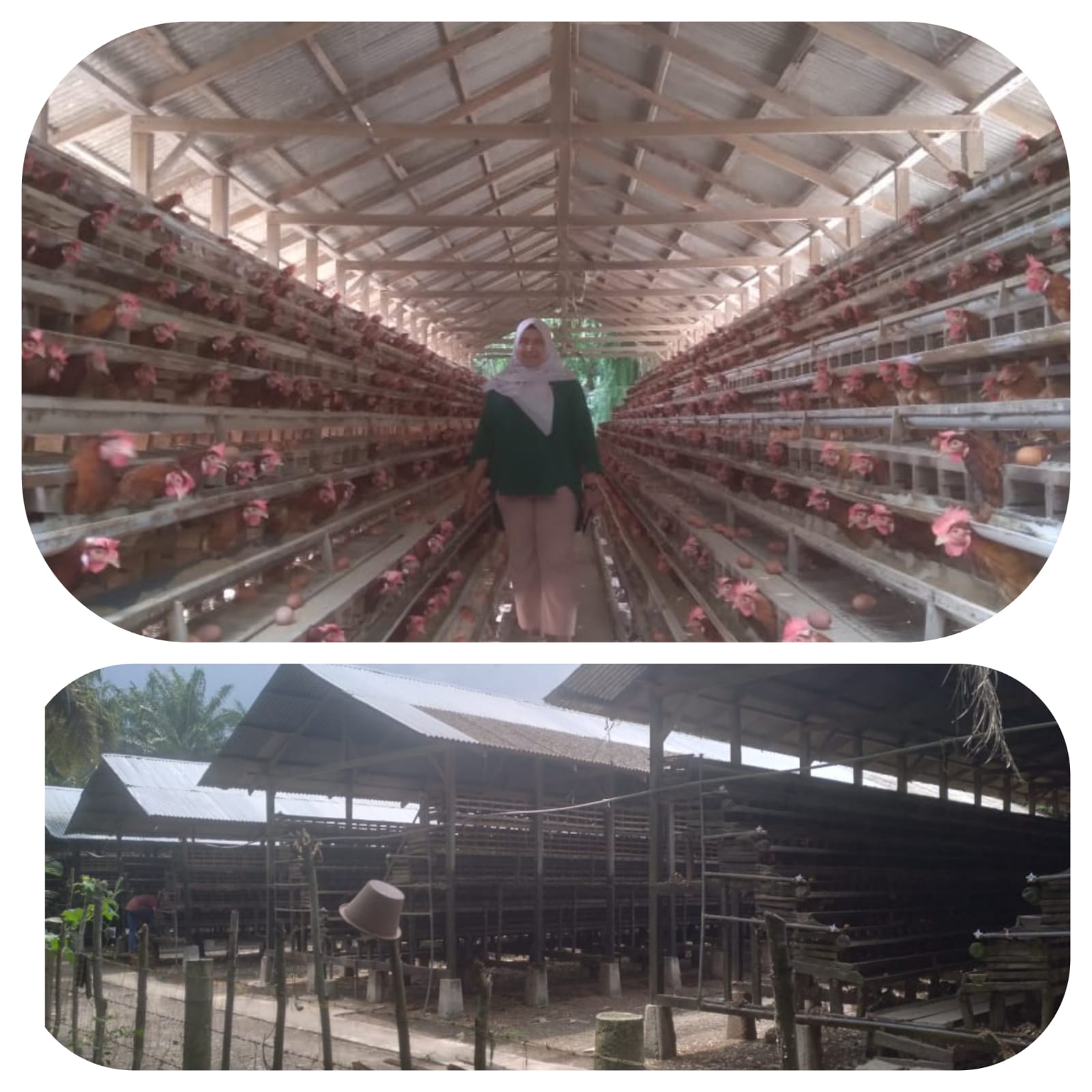 BIDANG PETERNAKAN BERSAMA DINAS PERIZINAN MELAKUKAN PENGECEKAN IZIN USAHA AYAM PETELUR DI KEC.SUTERA