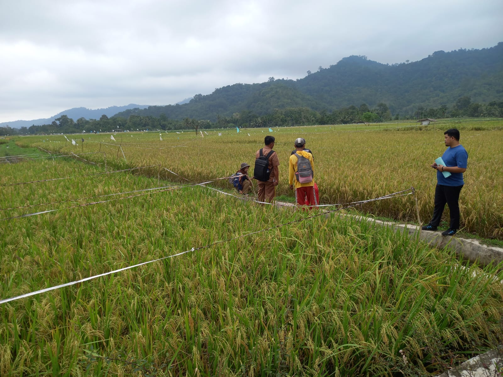 KELOMPOK TANI KAYU KALEK NAGARI KAPELGAM KECAMATAN BAYANG CALON PENERIMA MANFAAT PEKERJAAN PEMBANGUN