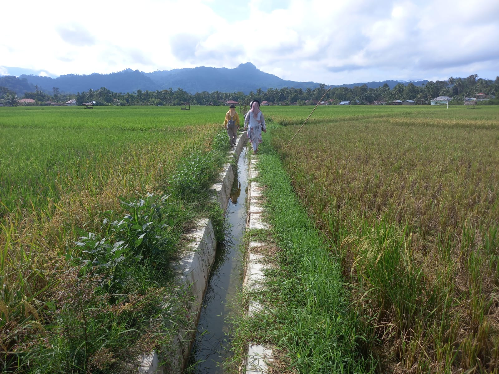 KELOMPOK TANI PINANG SINAWA NAGARI BALAI SINAYAN LUMPO DIIDENTIFIKASI CALON PENERIMA MANFAAT PEKERJA