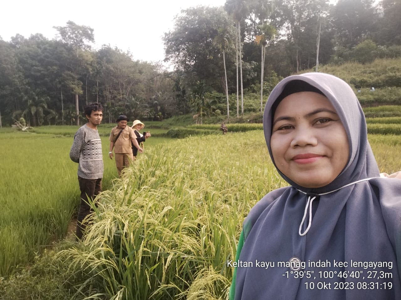 Monitoring Padi Terserang Hama Tikus Di Kelompok Tani Bukit Kayu Manang Indah Kecamatan Lengayang