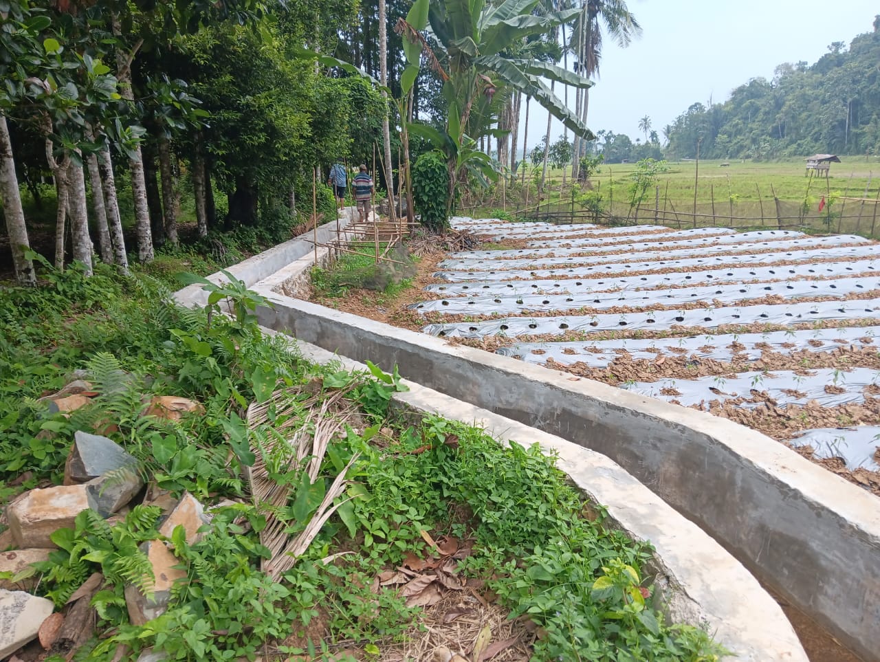 PEMBANGUNAN JARINGAN IRIGASI DI KELOMPOK TANI SUNGAI LANDAI TELAH DIMANFAATKAN OLEH PETANI